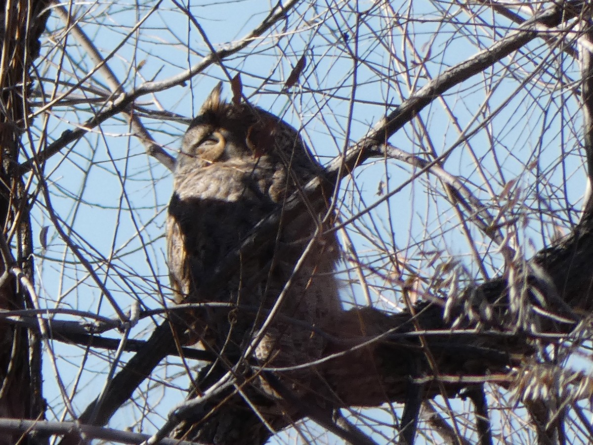 Great Horned Owl - ML284011231