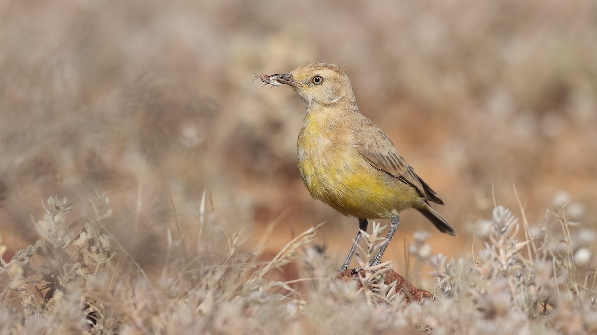 Gibberbird - David Newell