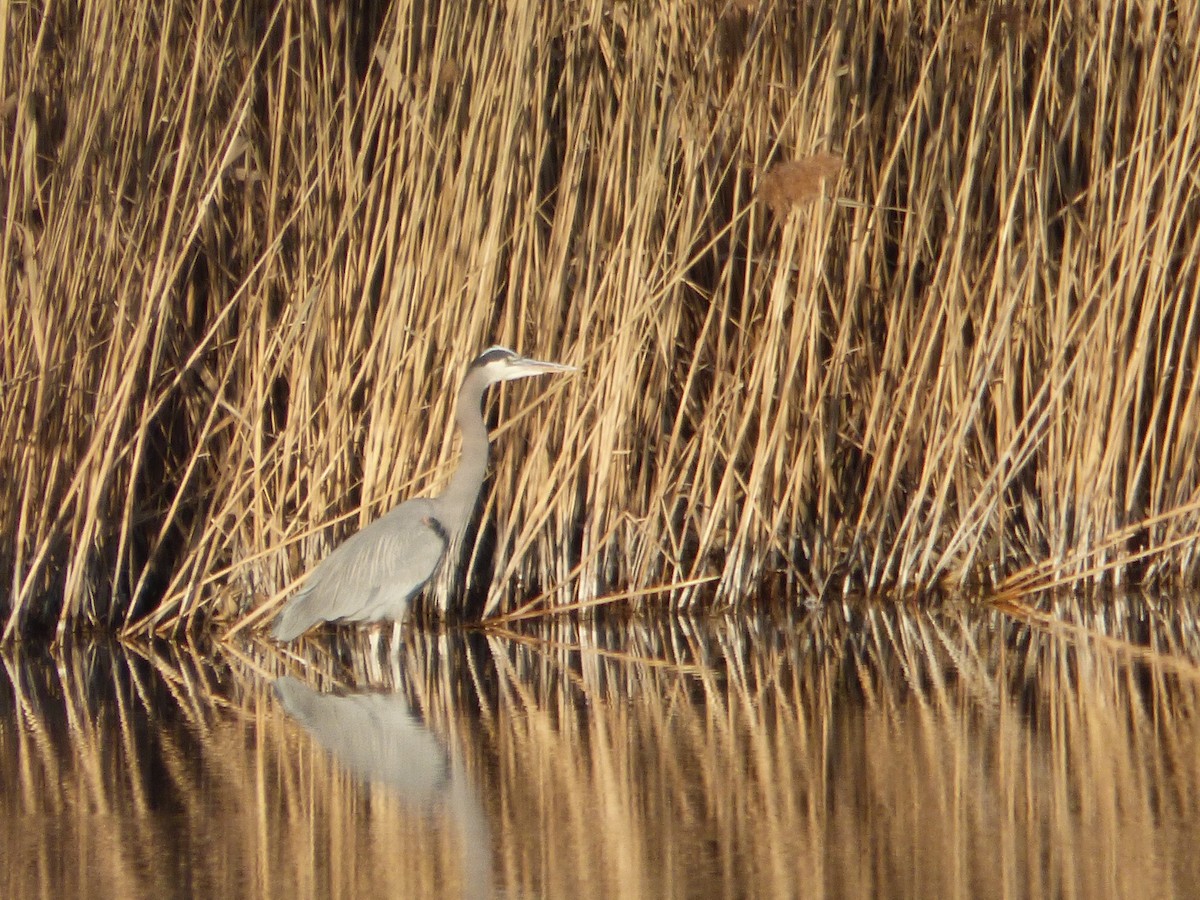 Great Blue Heron - Devin McDonald