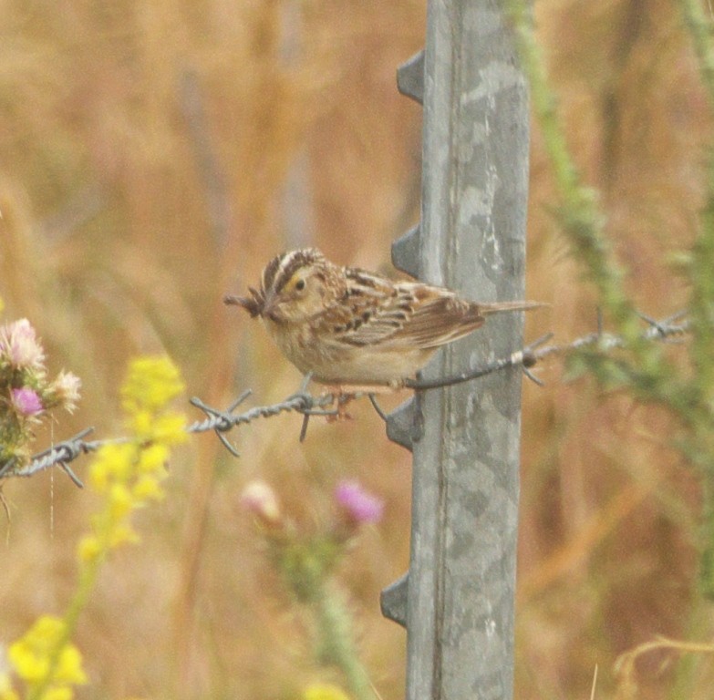 Grasshopper Sparrow - ML28401301