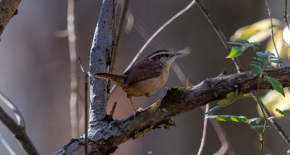 Carolina Wren - ML284013161