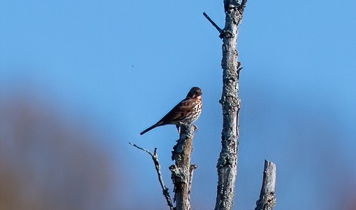 Fox Sparrow - ML284013251