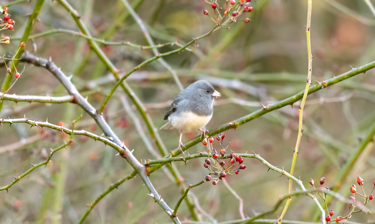 Junco Ojioscuro - ML284013381