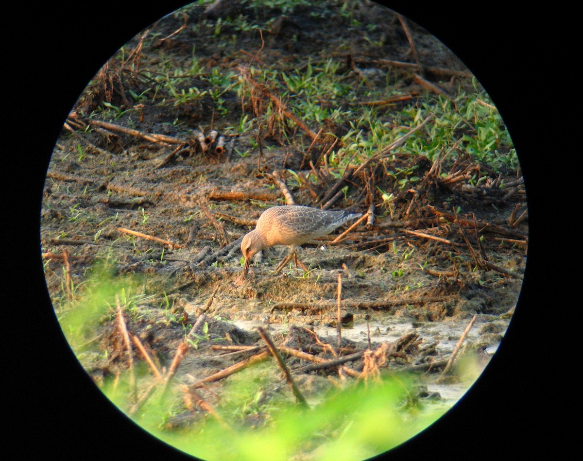 Red Knot - ML284014021