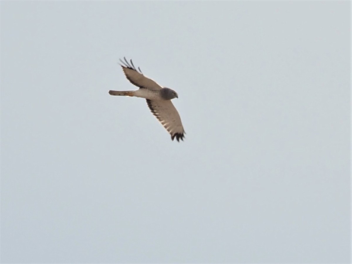 Northern Harrier - Sarah Preston