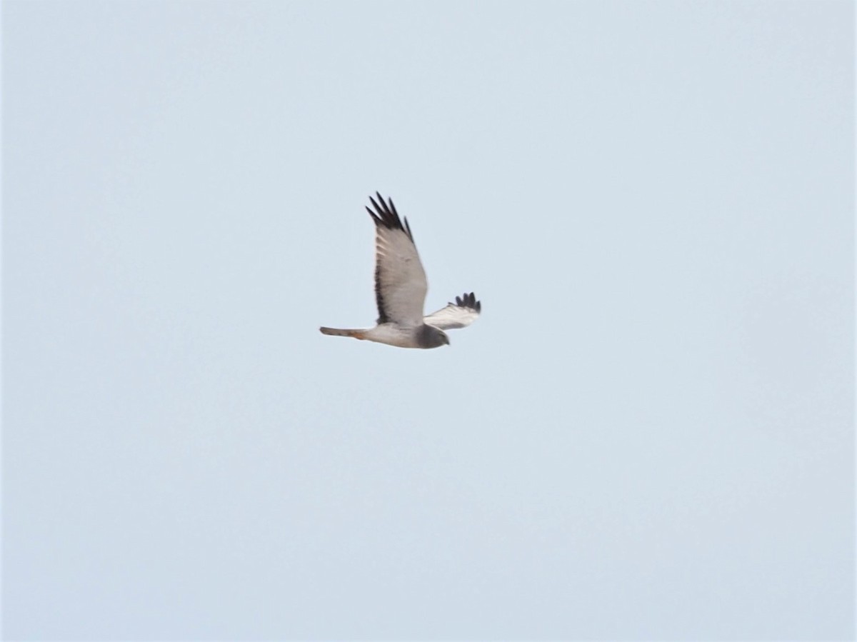 Northern Harrier - Sarah Preston