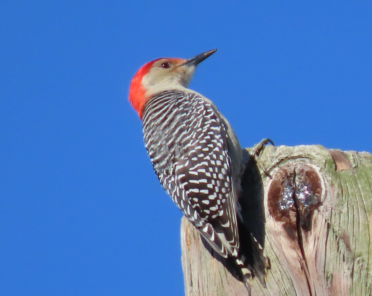 Red-bellied Woodpecker - ML284019451