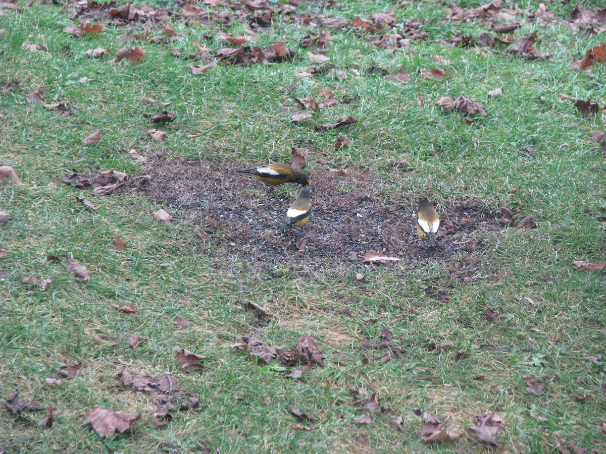 Evening Grosbeak - Larry Hall