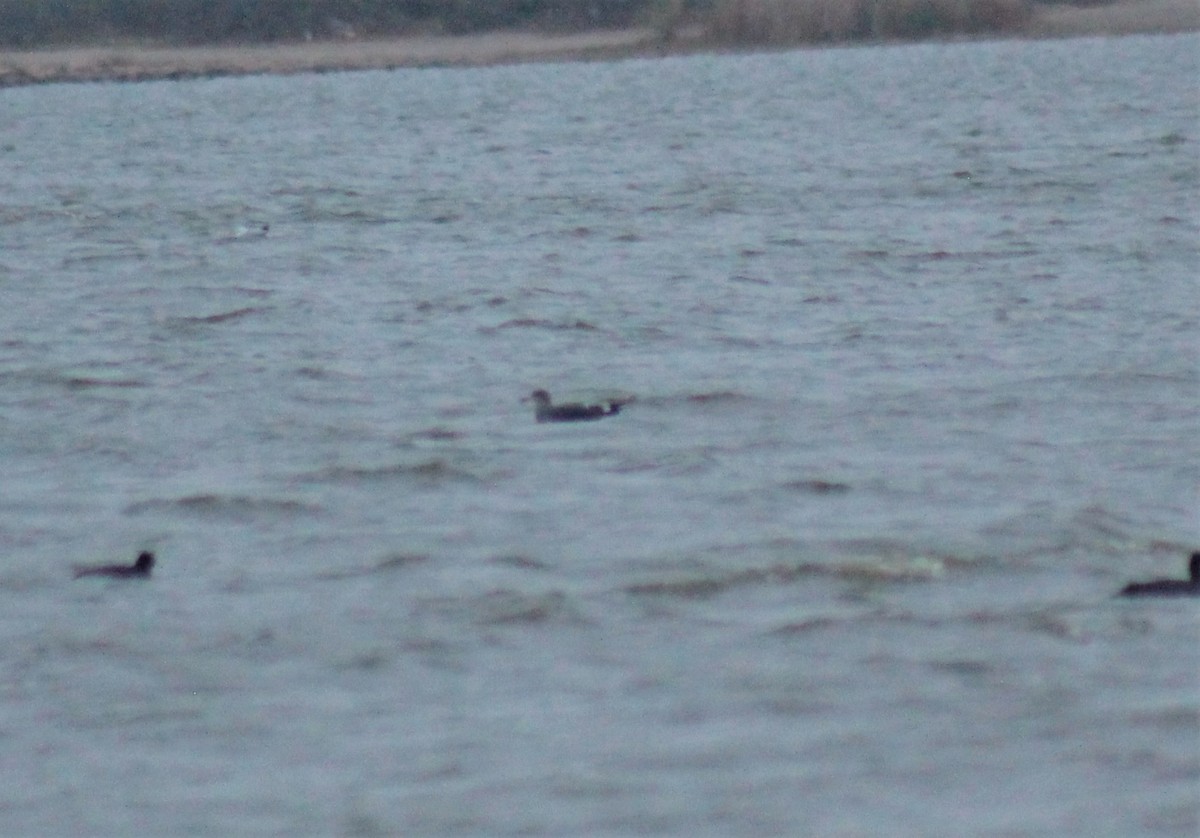 Heermann's Gull - ML284022211