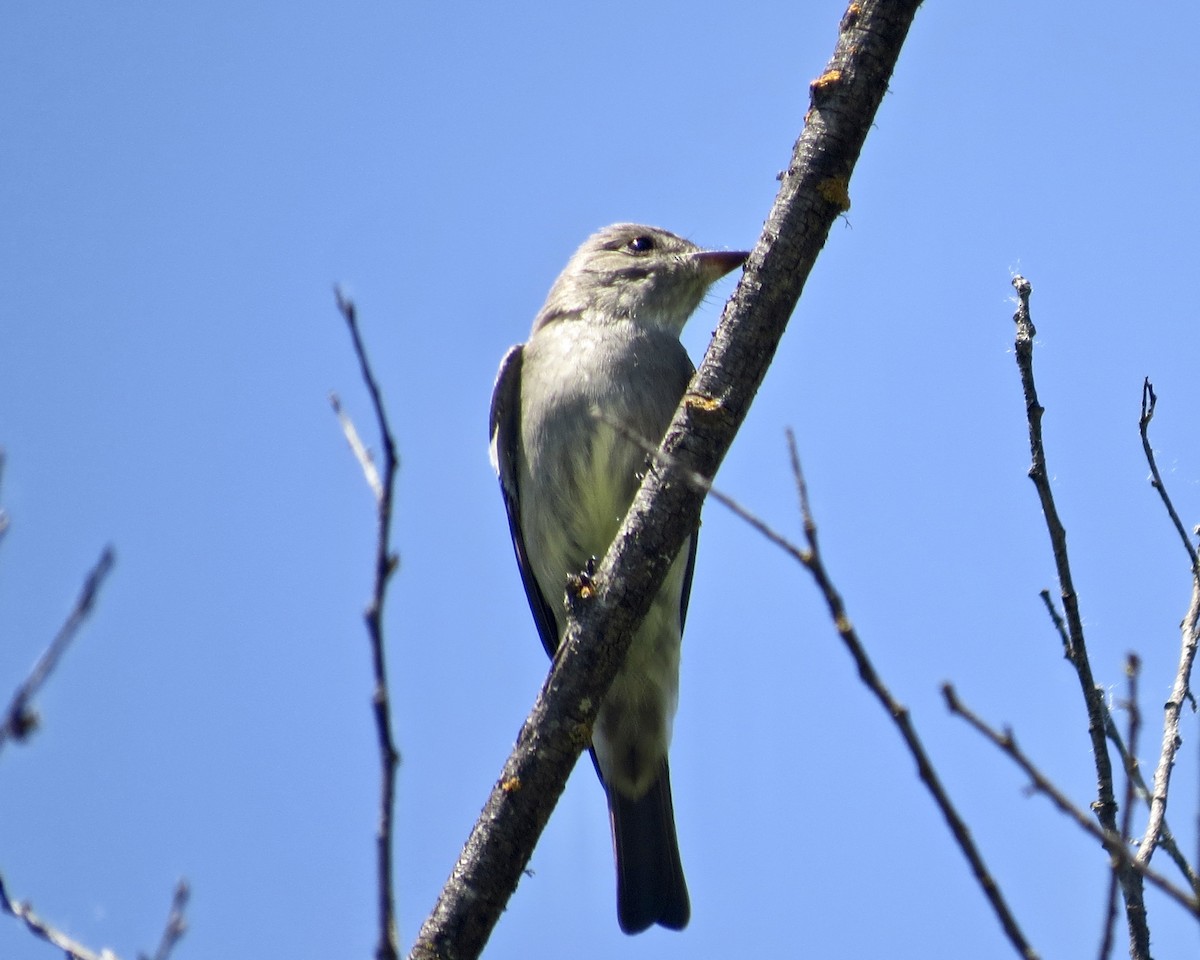 Western Wood-Pewee - Dave Bengston