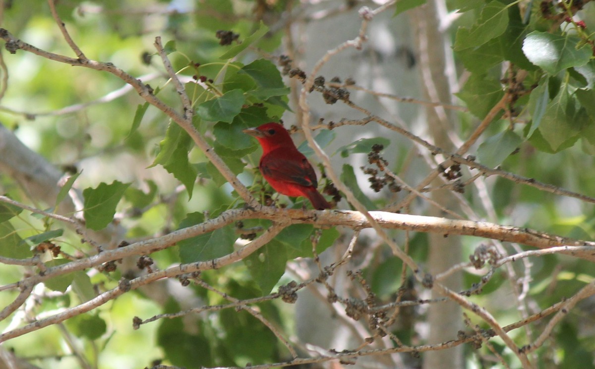 Summer Tanager - Brad Rumble