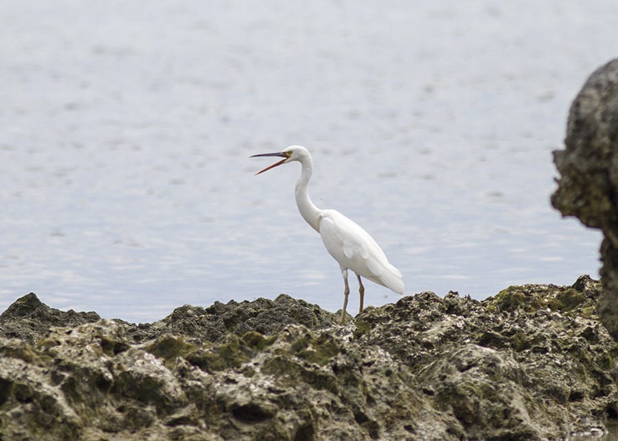 Pacific Reef-Heron - ML28402671