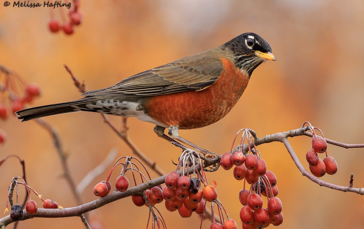 American Robin - Melissa Hafting