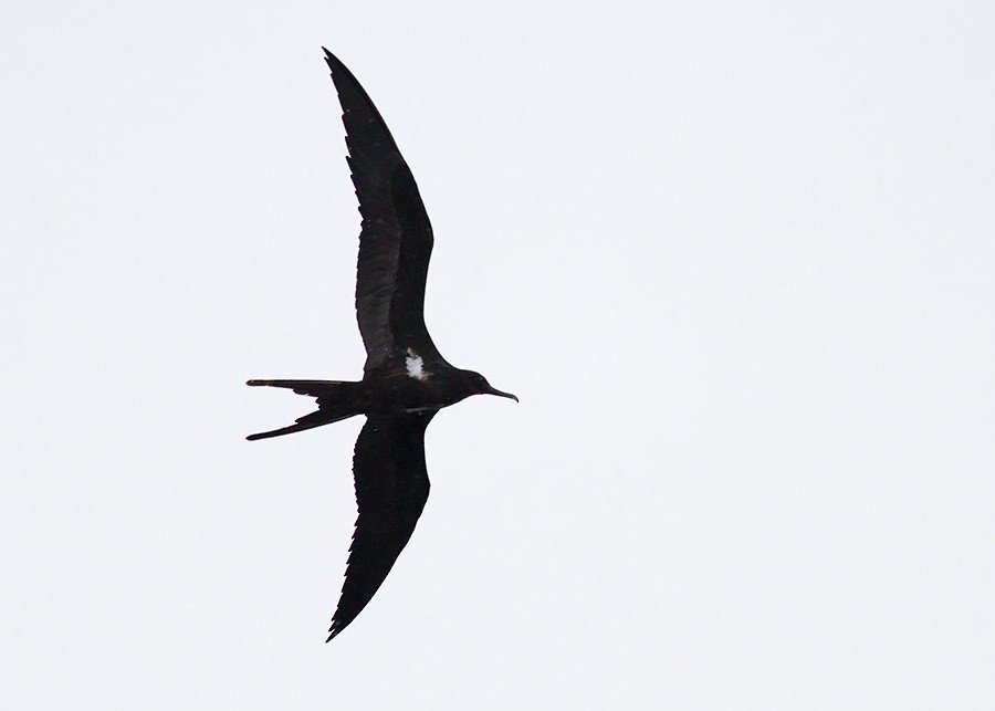 Lesser Frigatebird - ML28402691