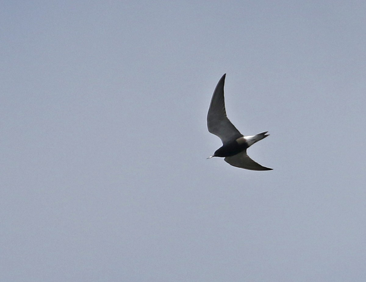 Black Tern - ML284026951