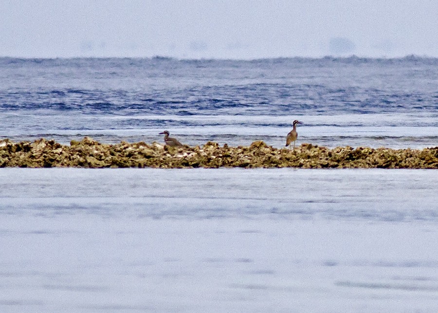 Beach Thick-knee - ML28402731