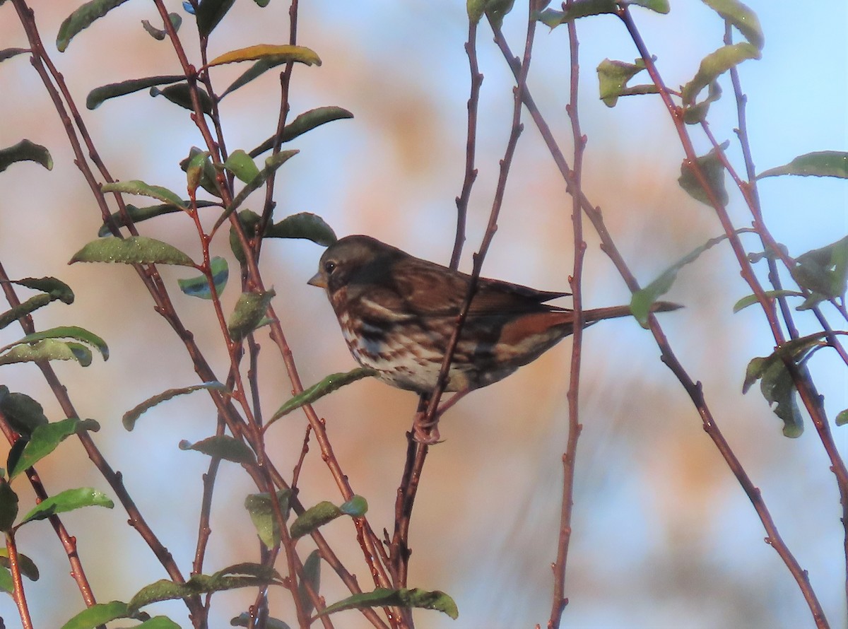 Fox Sparrow - ML284027791