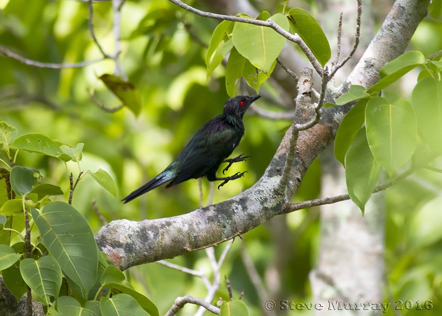 Metallic Starling - ML28402811