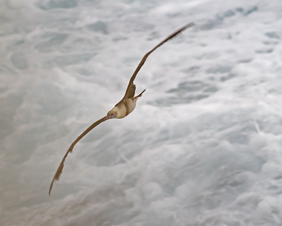 Red-footed Booby - ML28402851