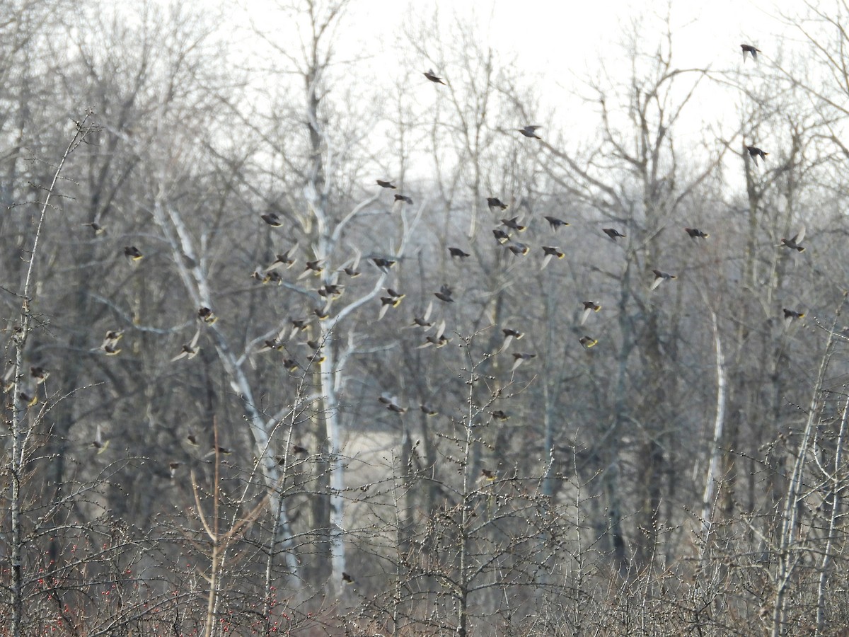 Bohemian Waxwing - ML284029001