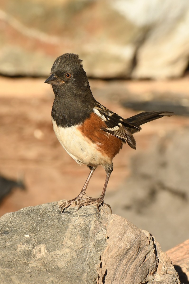 Spotted Towhee - ML284029221