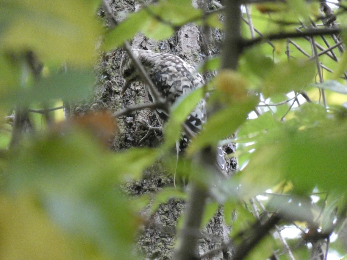 Yellow-bellied Sapsucker - ML284030351