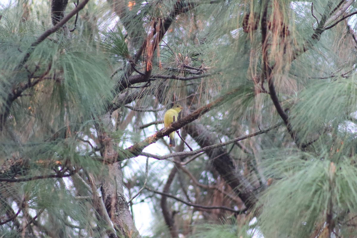 Western Tanager - ML284030811