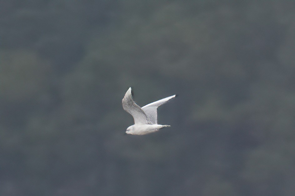 Bonaparte's Gull - ML284032001