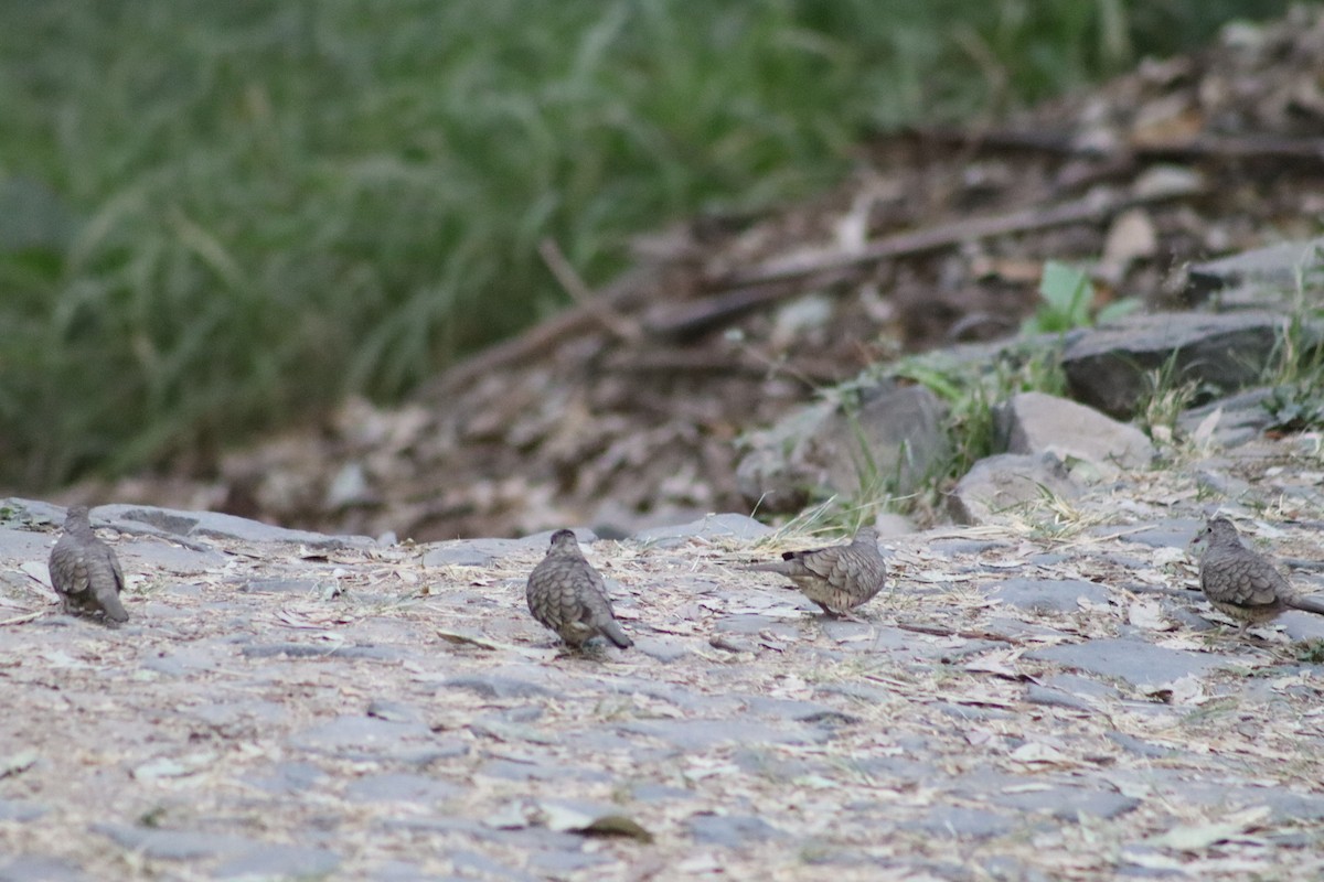 Inca Dove - Efrain Octavio Aguilar Pérez