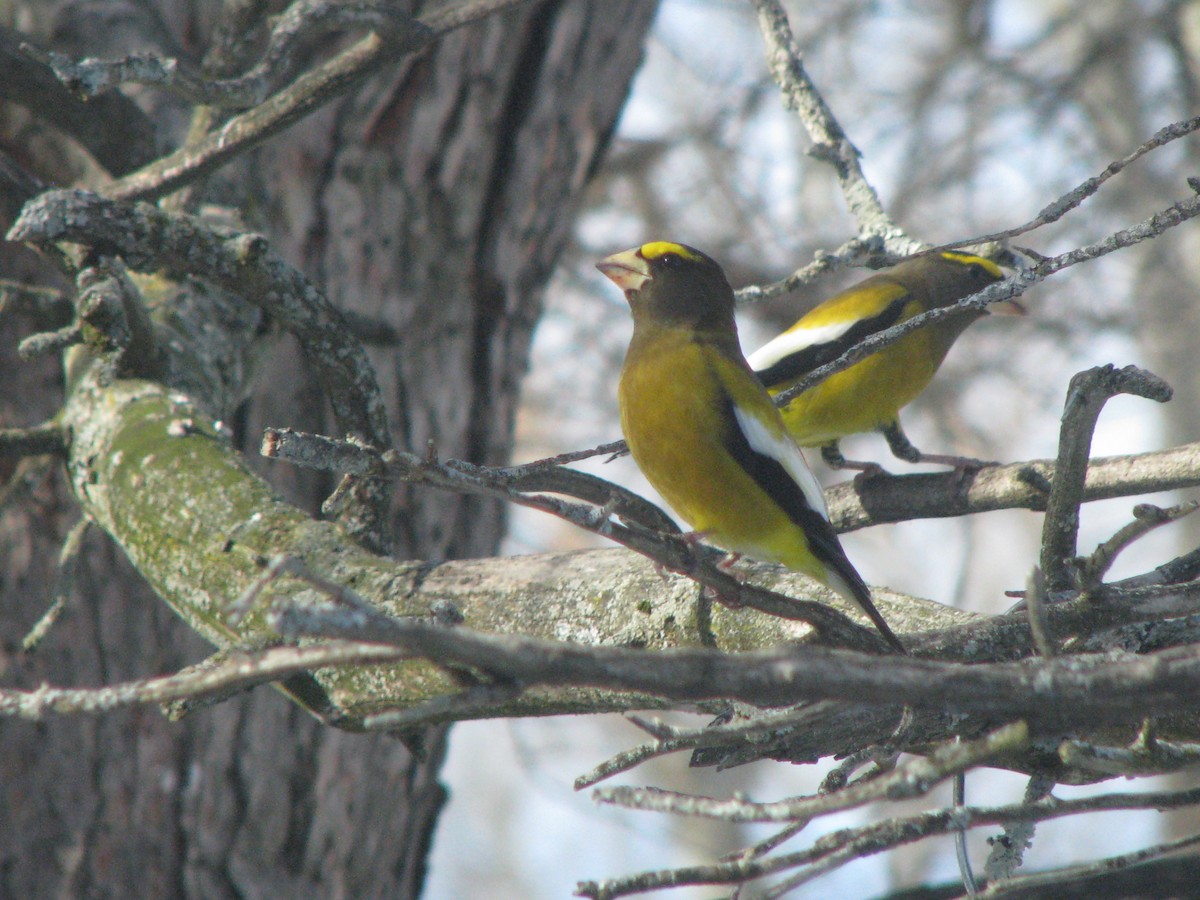 Evening Grosbeak - ML284032951