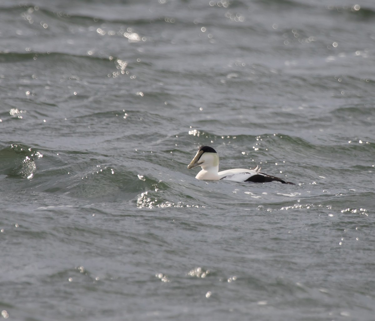 Common Eider - ML284033241