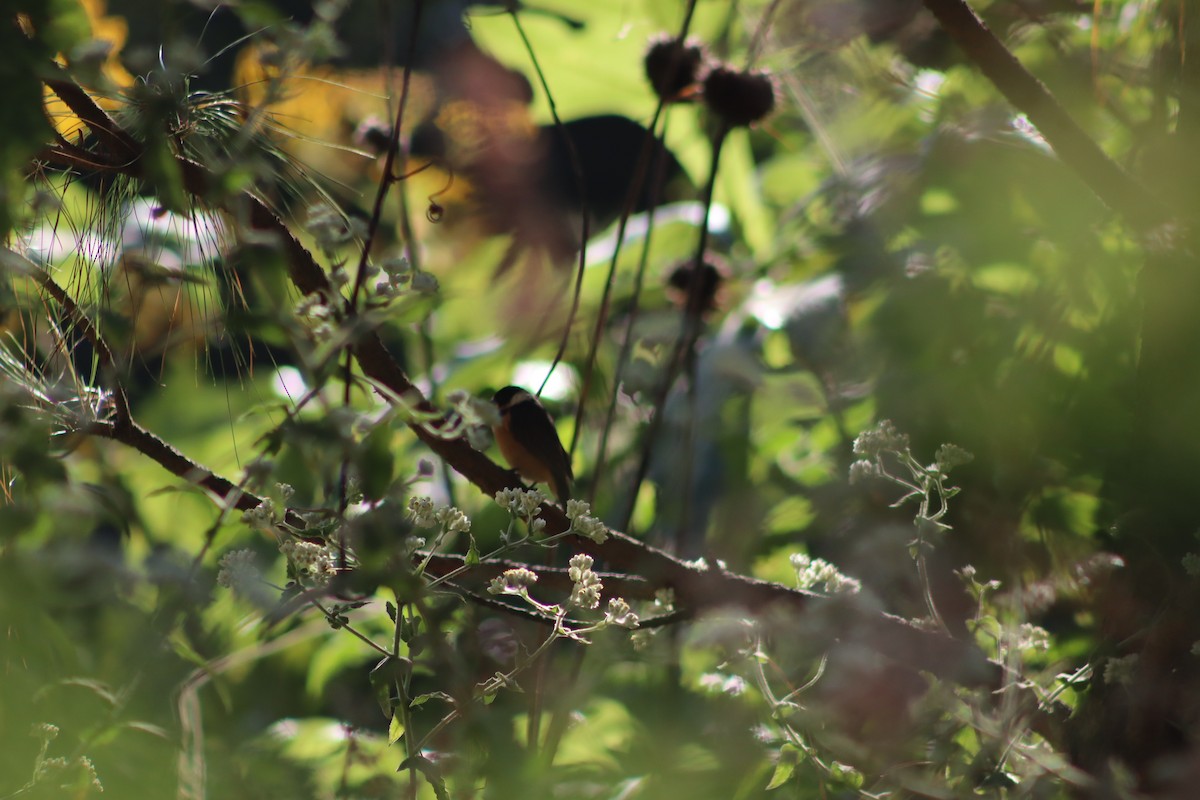 Cinnamon-rumped Seedeater - Efrain Octavio Aguilar Pérez