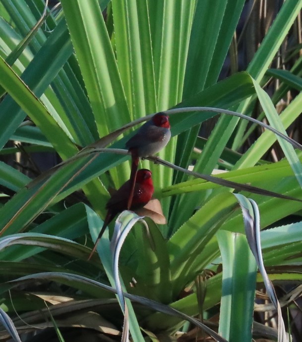 Crimson Finch - Tom Lewis