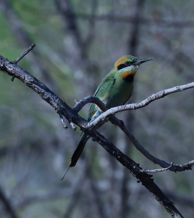 Rainbow Bee-eater - ML284040461