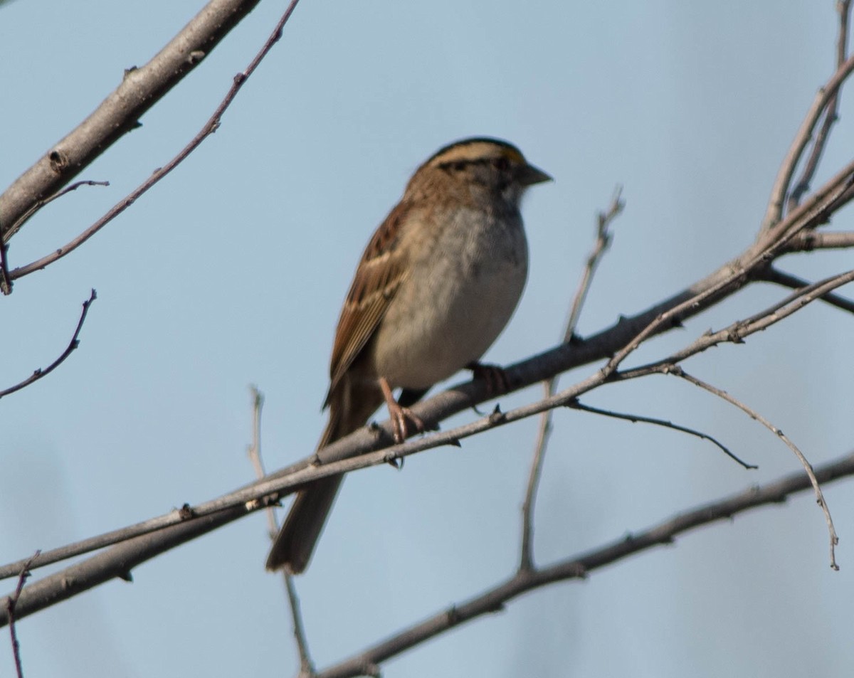 White-throated Sparrow - Jordan Broadhead