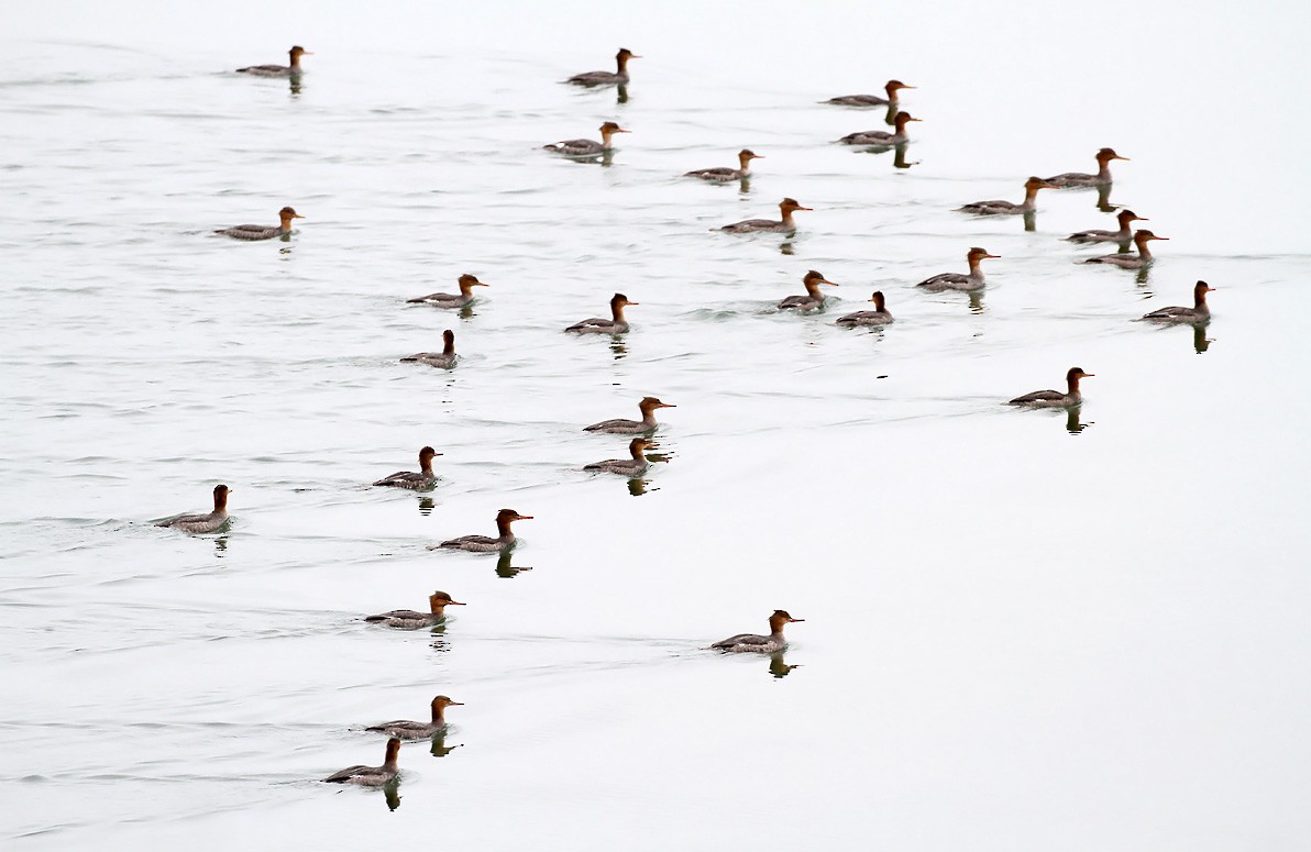 Red-breasted Merganser - ML284041291