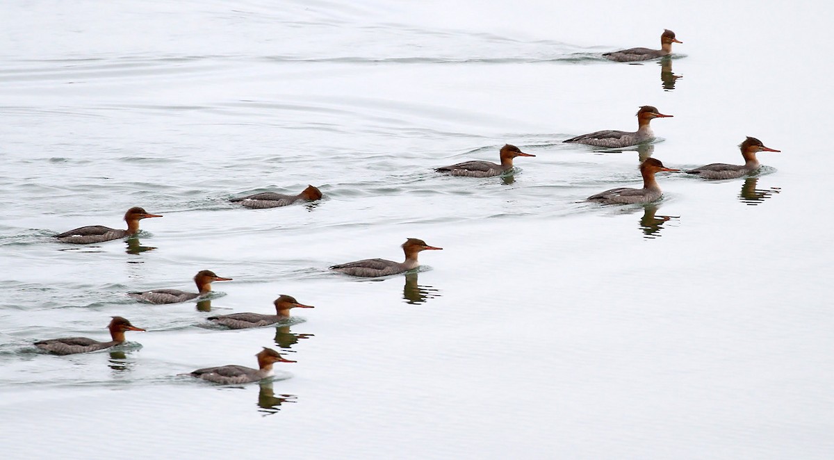 Red-breasted Merganser - ML284041311