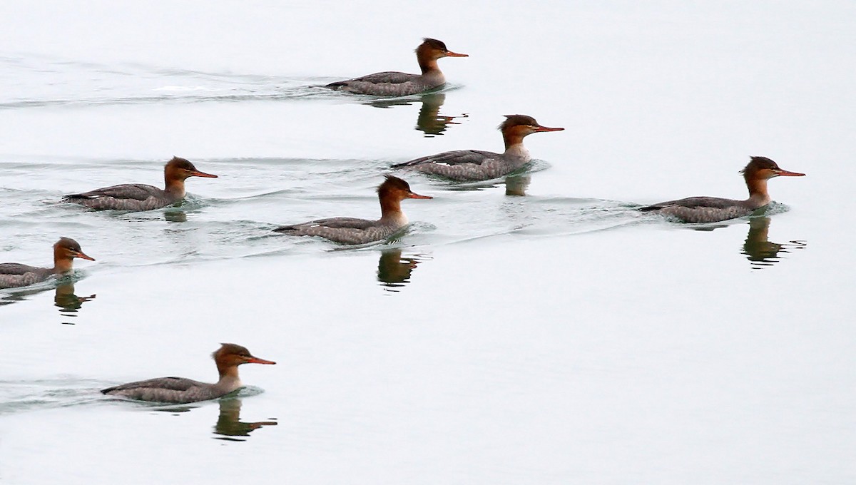 Red-breasted Merganser - ML284041321