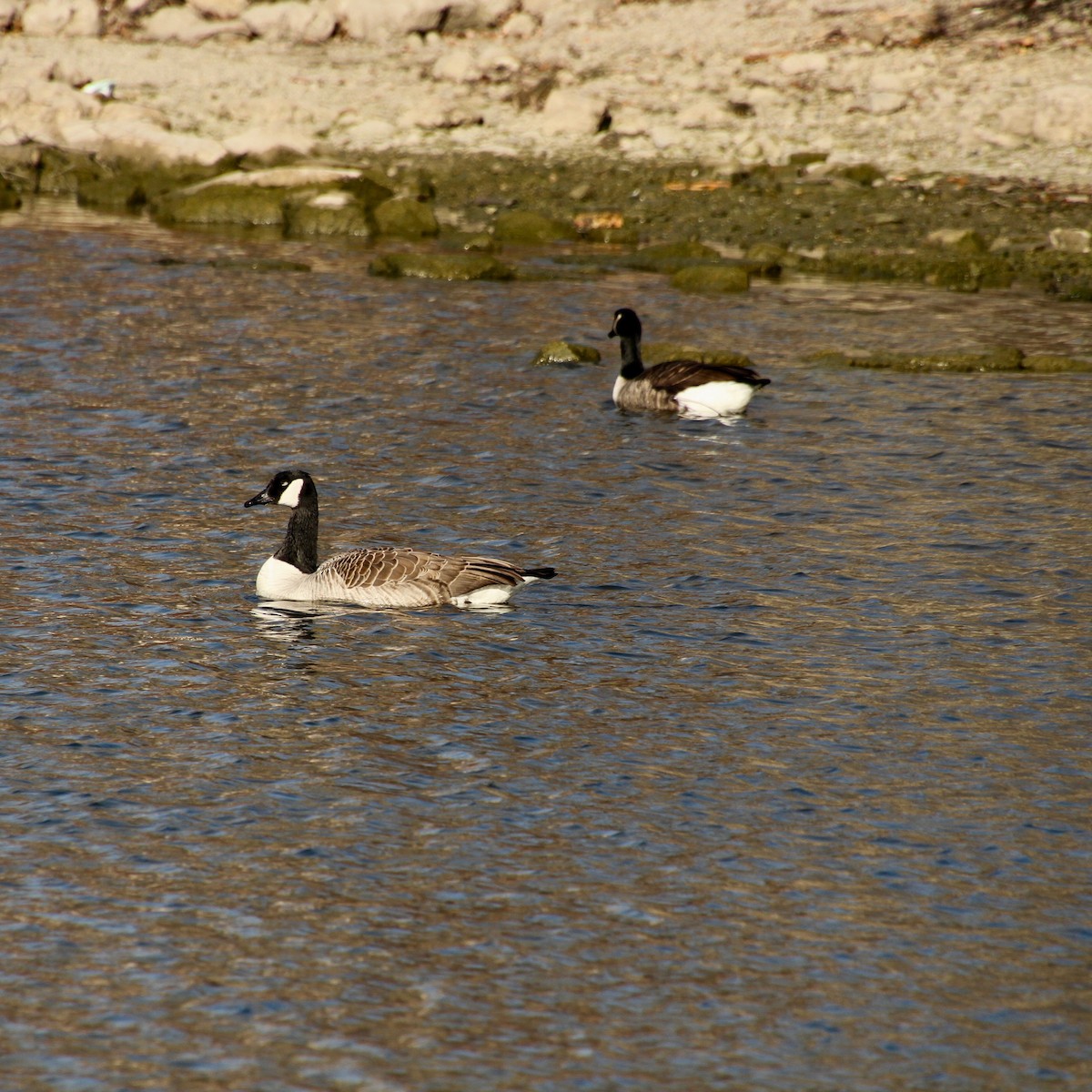 Canada Goose - E. Hoffa