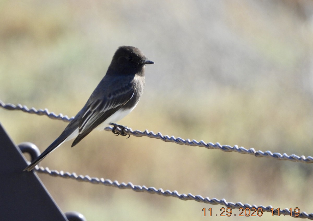 Black Phoebe - ML284044141