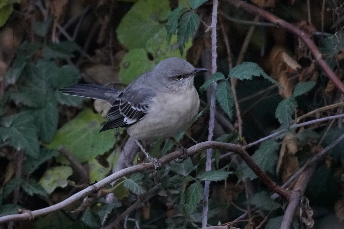 Northern Mockingbird - ML284046111