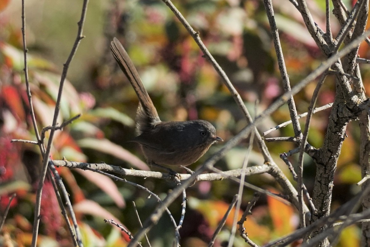 Wrentit - ML284047221