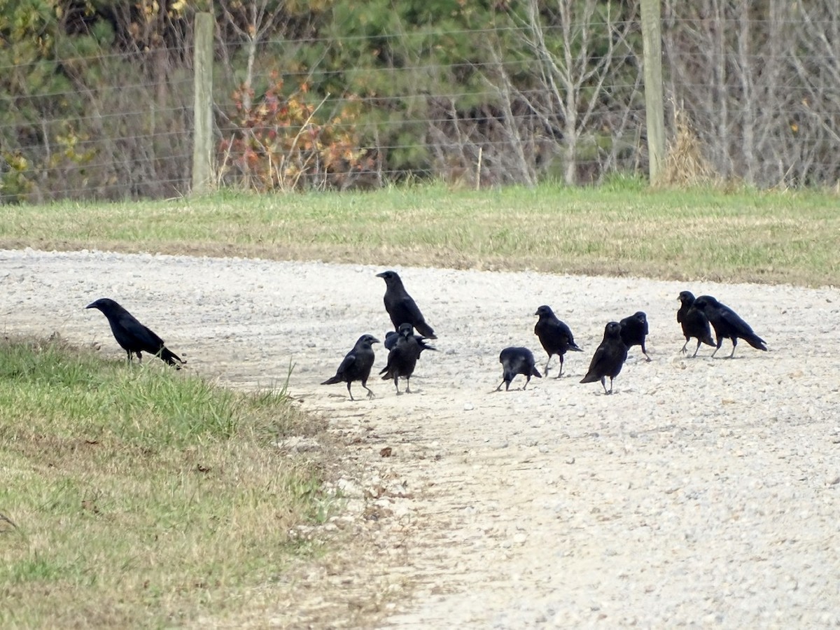 American Crow - ML284048741