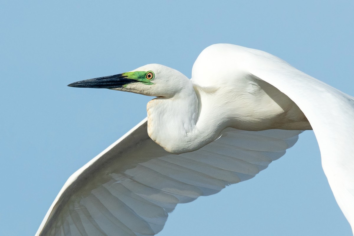 Great Egret (modesta) - David Irving