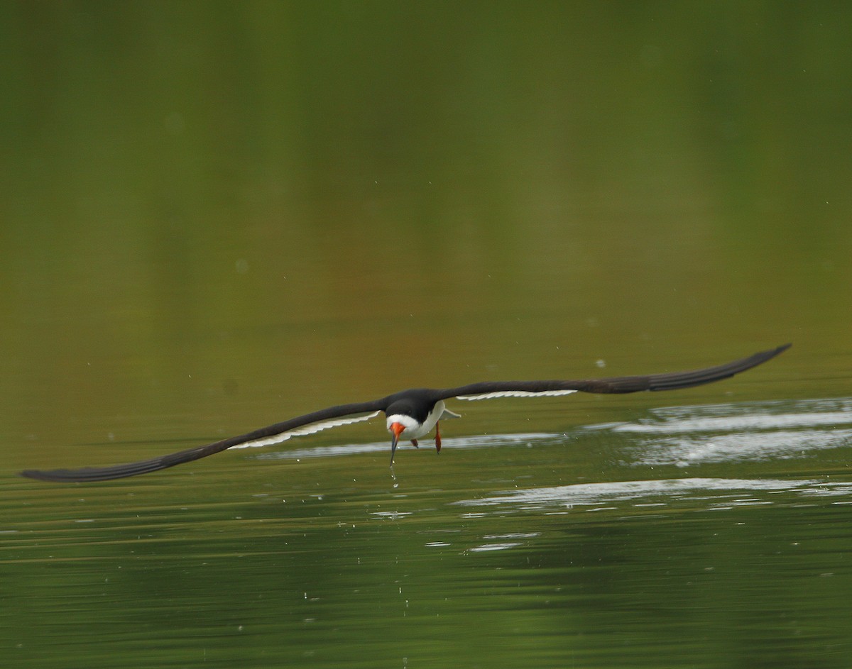 Black Skimmer - Jack Booth