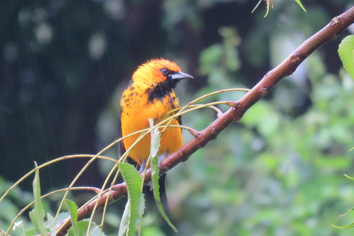 Spot-breasted Oriole - ML284052481