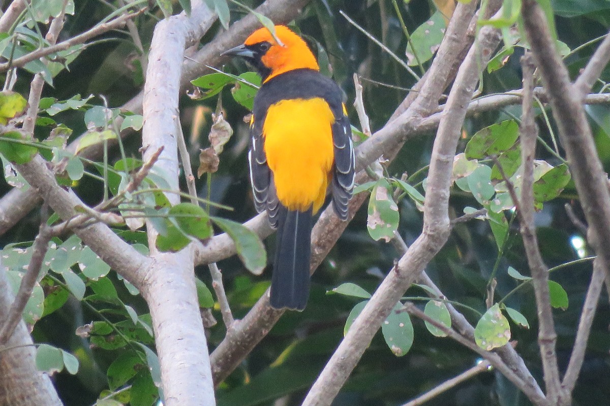 Spot-breasted Oriole - ML284052521