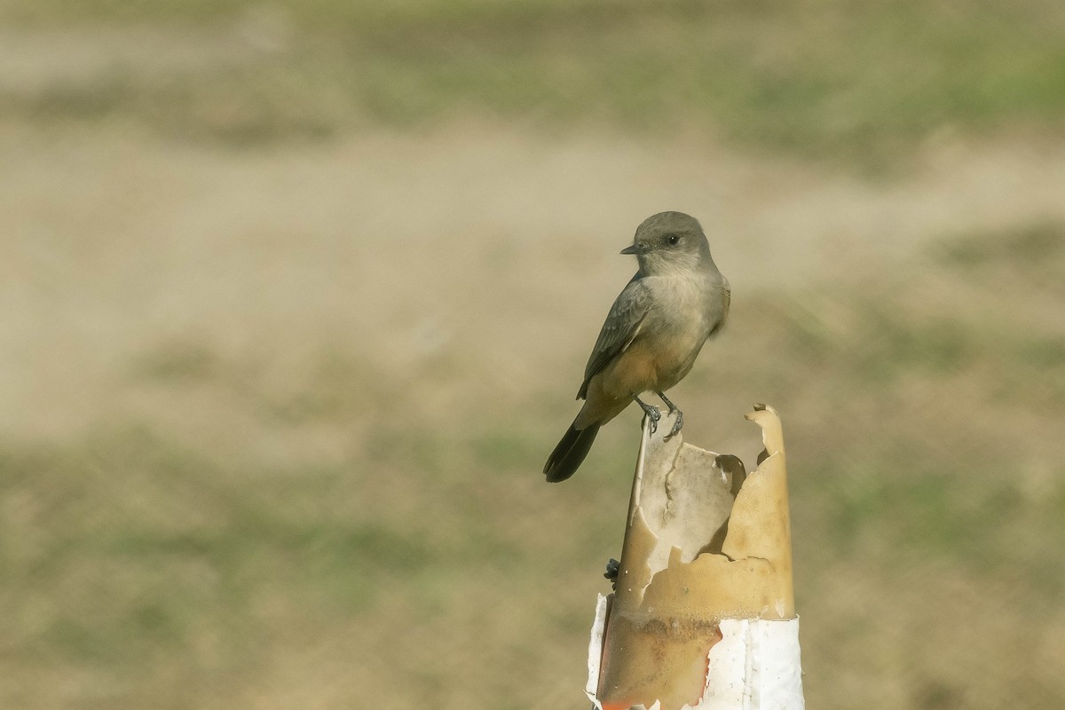 Say's Phoebe - James McNamara