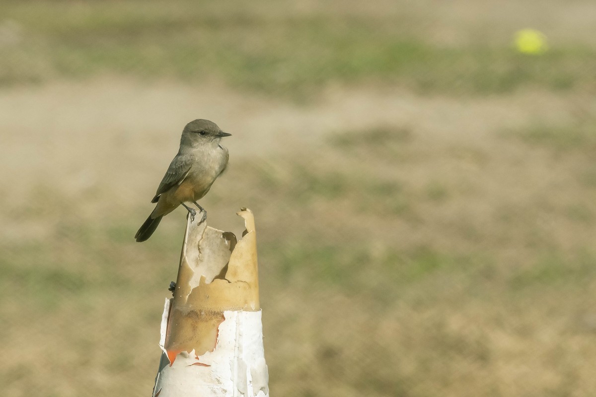 Say's Phoebe - James McNamara