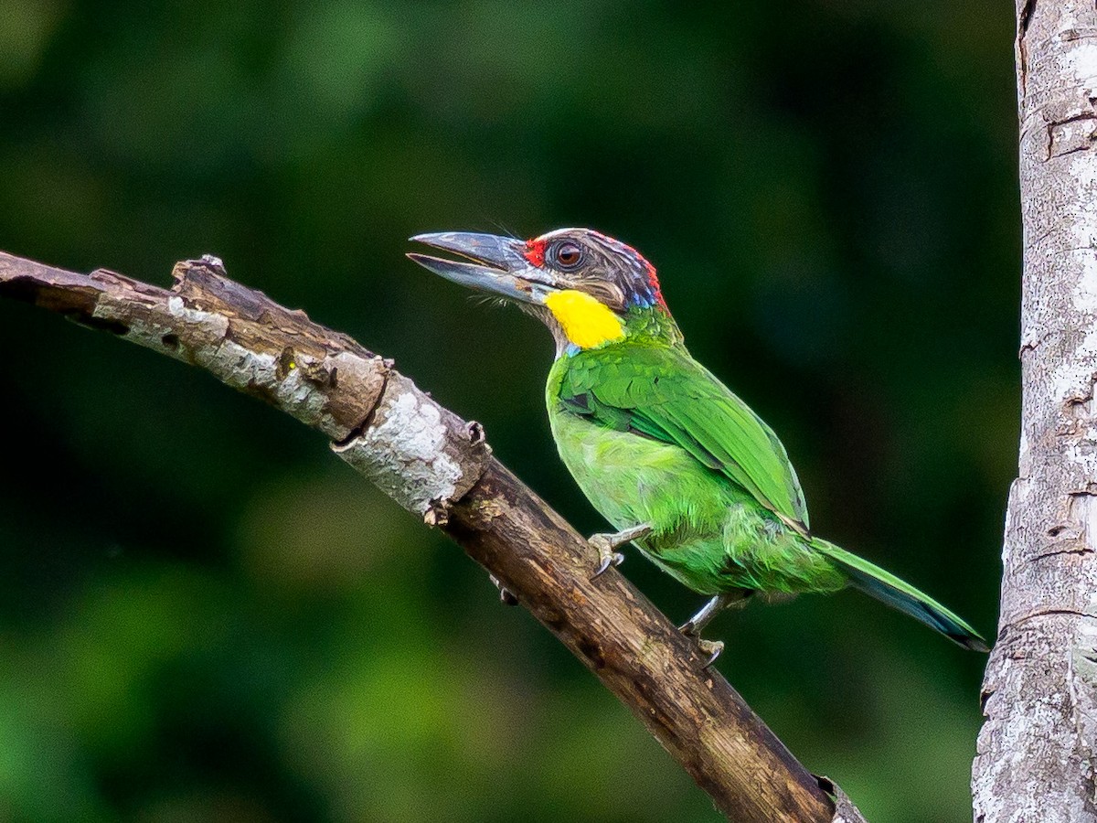 Gold-whiskered Barbet - Karyne Wee